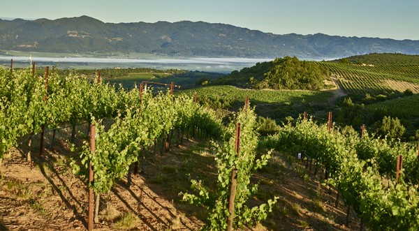 Atlas Peak mountain vineyard in Napa Valley